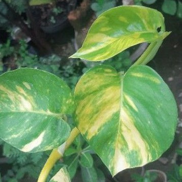 Sirih Belanda Jumbo Tanaman hias sirih gading