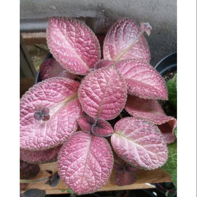 Episcia Strawberry Patch