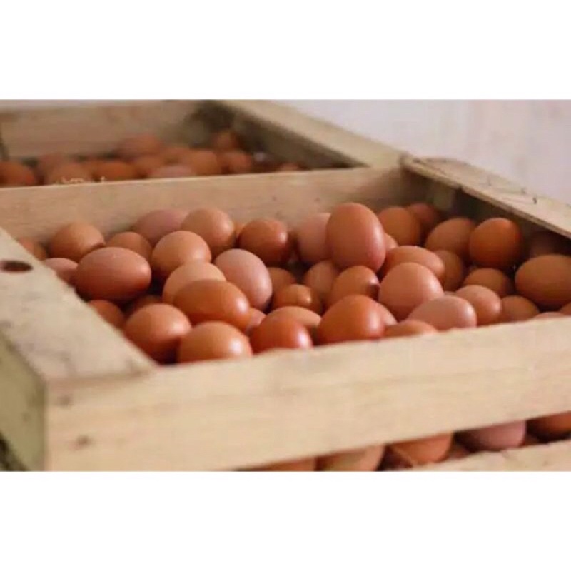 

telur ayam negri fresh langsung dari kandang setiap hari barang kita baru