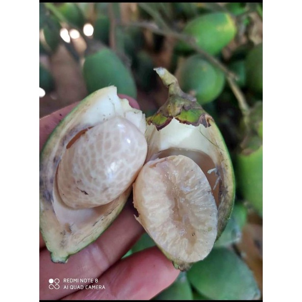 

pinang muda 500 gram