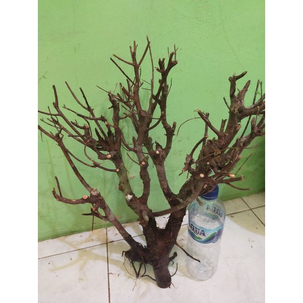bahan bonsai dongkelan iprik karakter istimewa