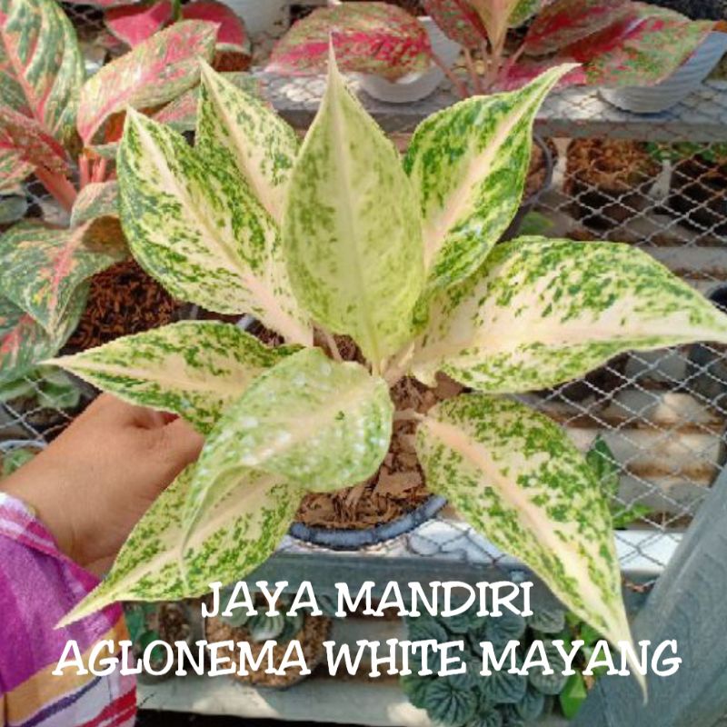 AGLONEMA WHITE MAYANG/MUTIARA SIAM AGLONEMA UNGGUL