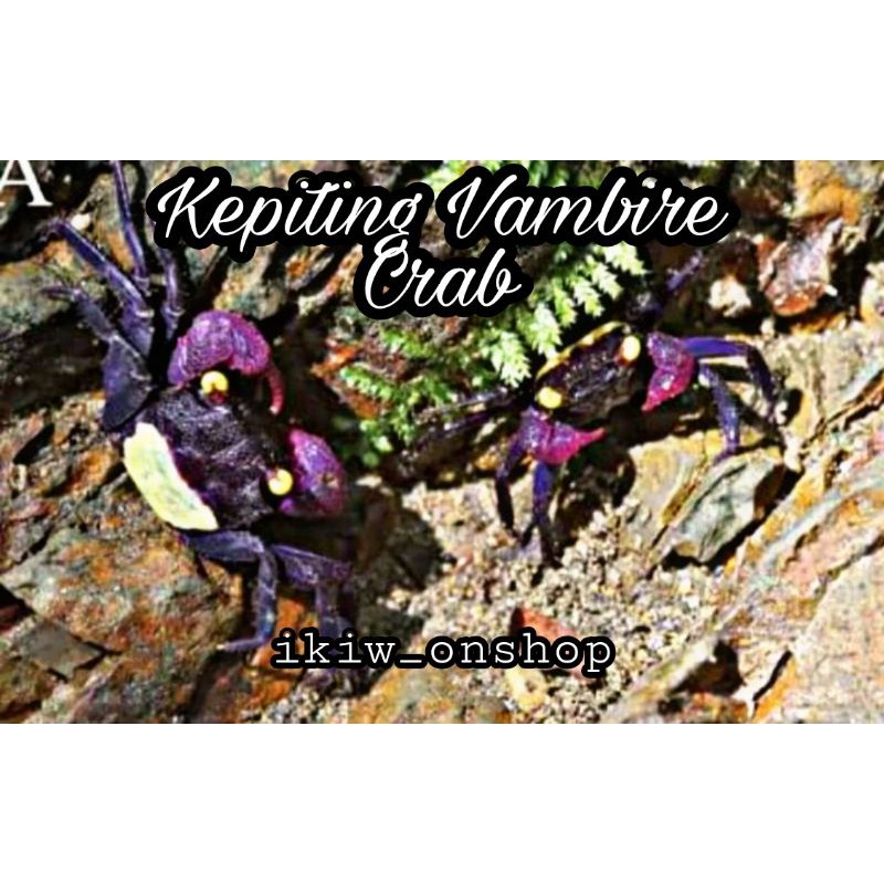kepiting vampire crab/bonceret aquascape