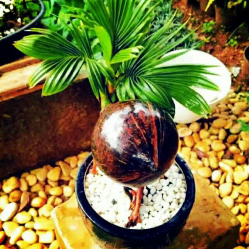 Tanaman hias hidup bonsai kelapa yang sudah jadi indoor outdoor