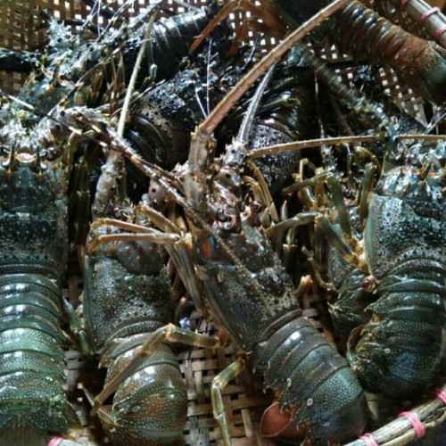 Lobster Laut Bambu Isi 4 7 Dan 7 10 Ciamis Shopee Indonesia