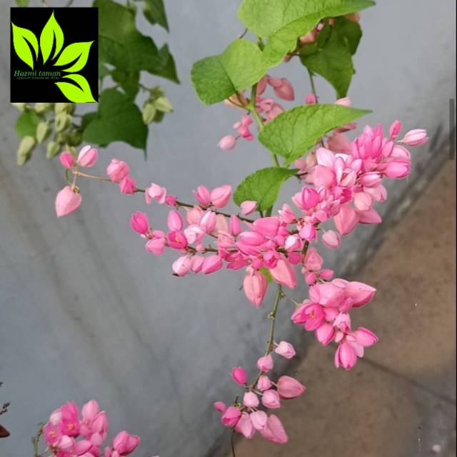 Tanaman rambat air mata pengantin-bunga air mata pengantin