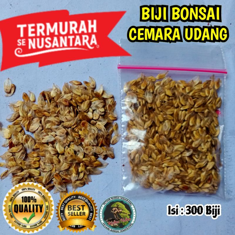 Biji Bonsai Cemara Udang Termurah Semarang