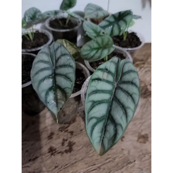 Alokasia Dragon Silver / Alocasia silver dragon