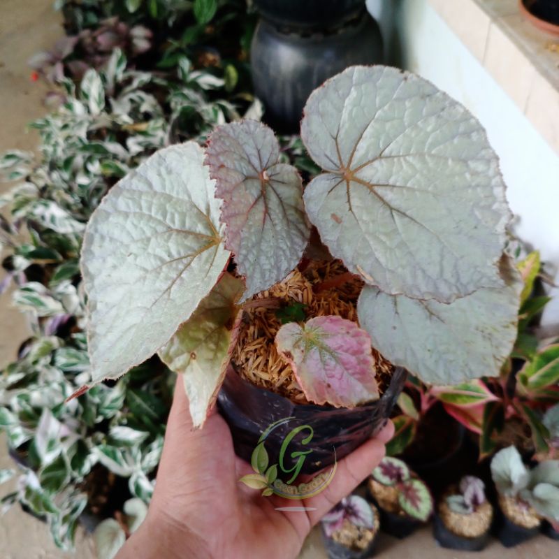 Begonia - Begonia Rex Silver Limbo - Daun Begonia Silver Limbo Tanaman Hias