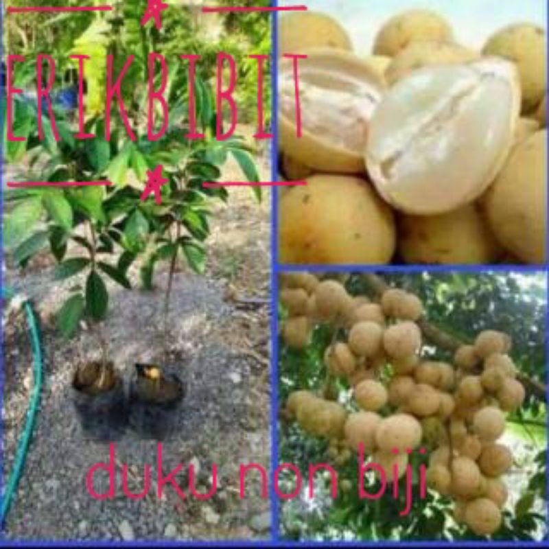 buah duku tanpa biji okulasi cepat berbuah