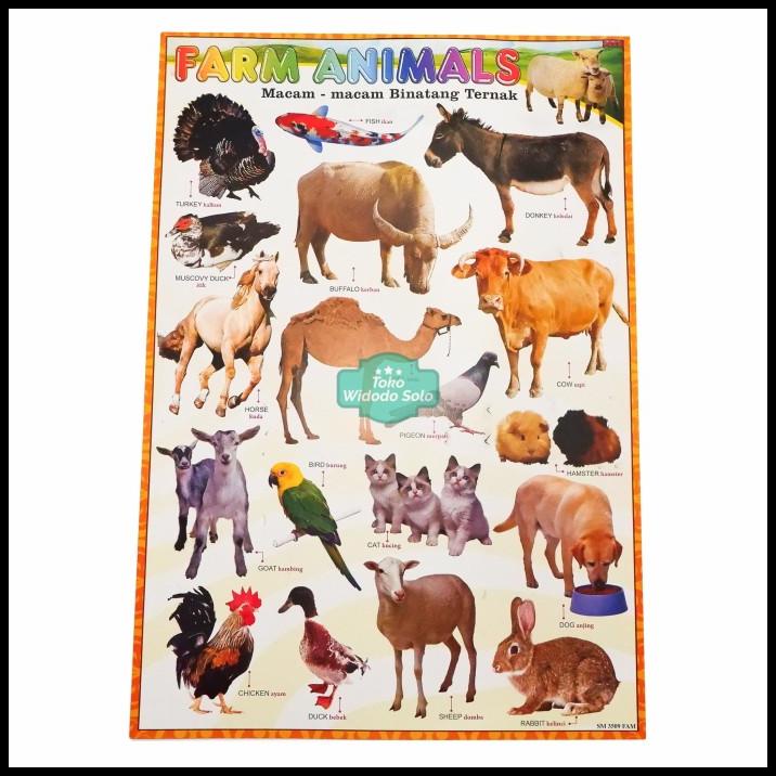 

Poster Edukasi Binatang Ternak 35X50Cm Ecer Per 1 Lembar