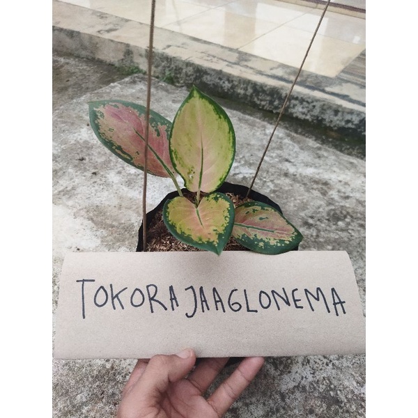 Aglonema anakan sultan brunei