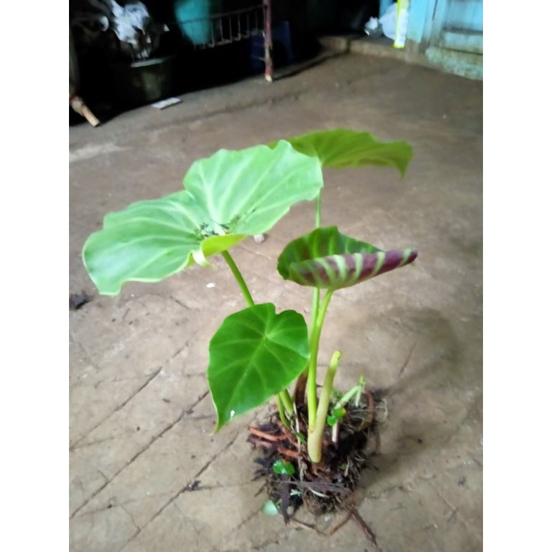 KELADI VIVIPARA MURAH / BIBIT KELADI VIVIPARA