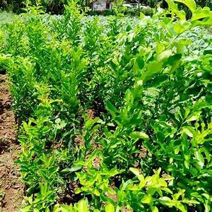 Bibit Tanaman Jeruk Purut / Hasil Okulasi Cepat Berbuah / Jeruk Untuk Masak Tinggi 40CM - 90CM