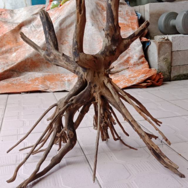 Kayu santigi aquascape