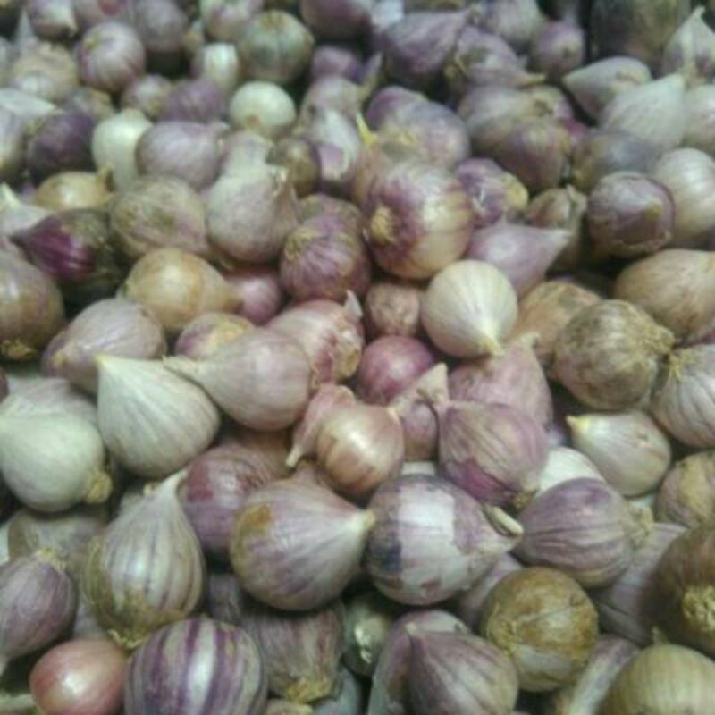 

bawang Lanang /bawang tunggal