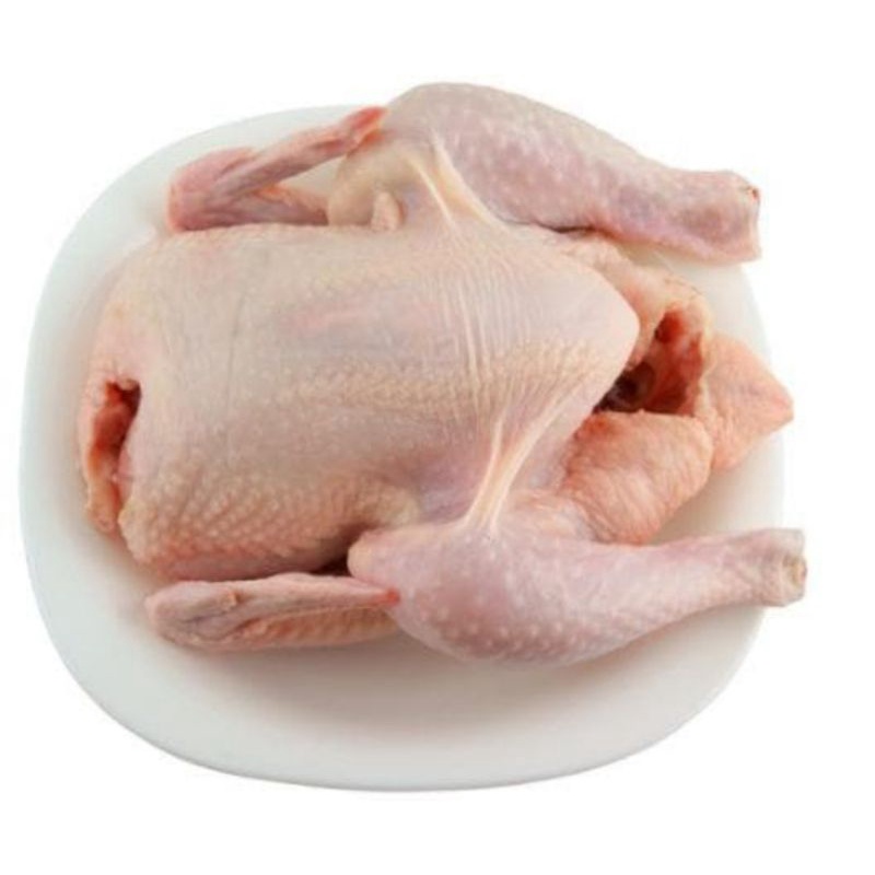 

Ayam Negeri Segar fresh Utuh 1 ekor