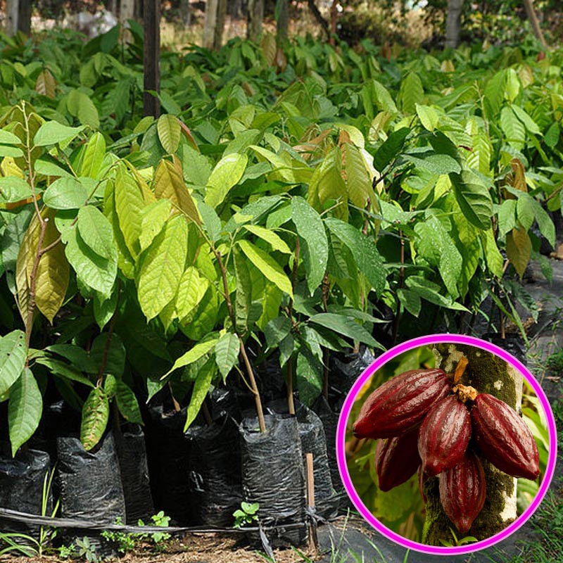 Bibit Tanaman Buah Kakao Cokelat
