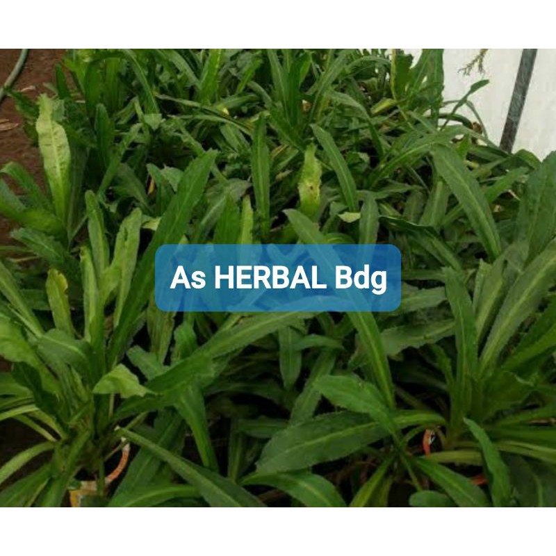 

Jual daun walang sangit segar kemasan 500 gram-az