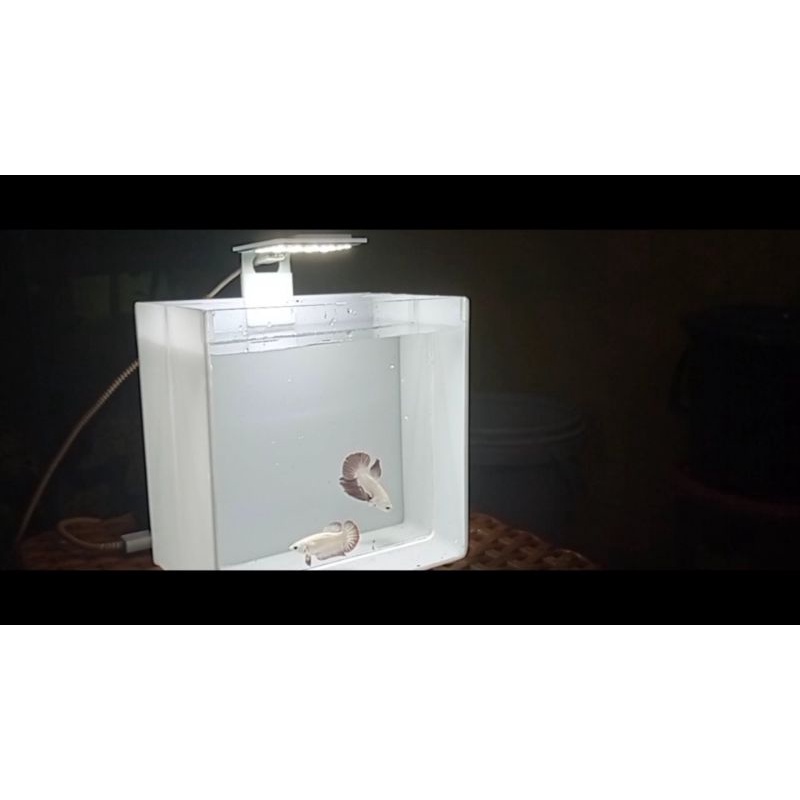 ikan cupang red dragon snow white 1 pair sepasang murah