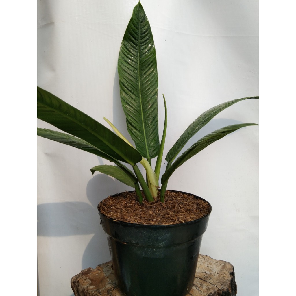 tanaman hias pilo rinet / pilodendron / anthurium rinet -TANAMAN HIAS
