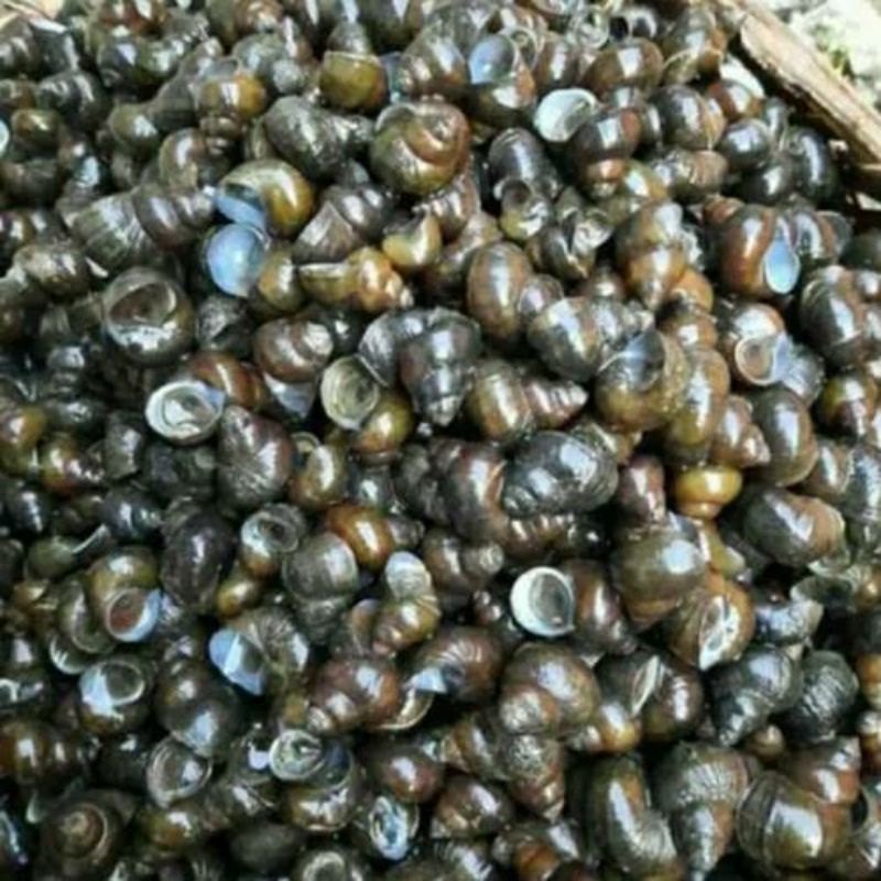

Tutut 1kg fresh / siput sawah / Tutut sawah