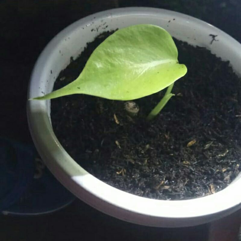 Monstera Variegata Halfmoon