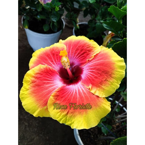 Hibiscus Thohira bunga jumbo