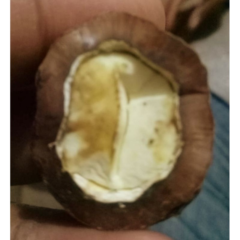 Muncang Adu Yanti Yamine Juara Arisan Cilawu Garut