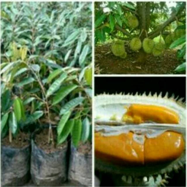 Bibit durian tembaga