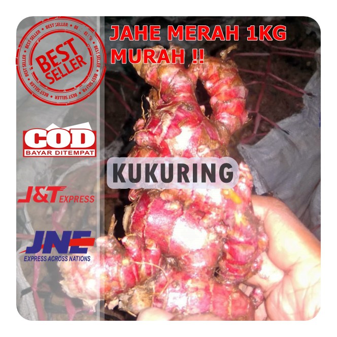 

Jahe Merah Segar