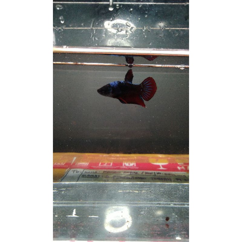Avatar Gordon