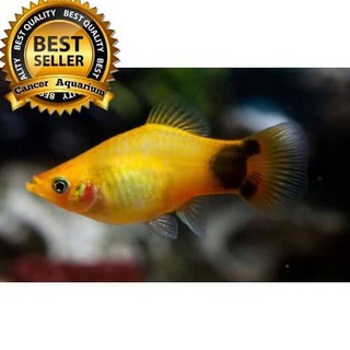 Ikan Hias Sepat Biru Shopee Indonesia