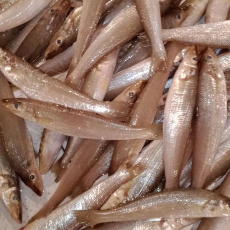 

ikan rejung fresh/kacapiring 1kg/ikan segar