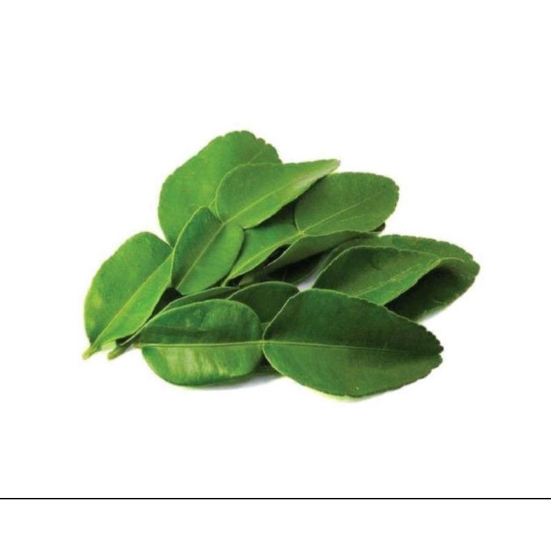 

Daun Jeruk Segar