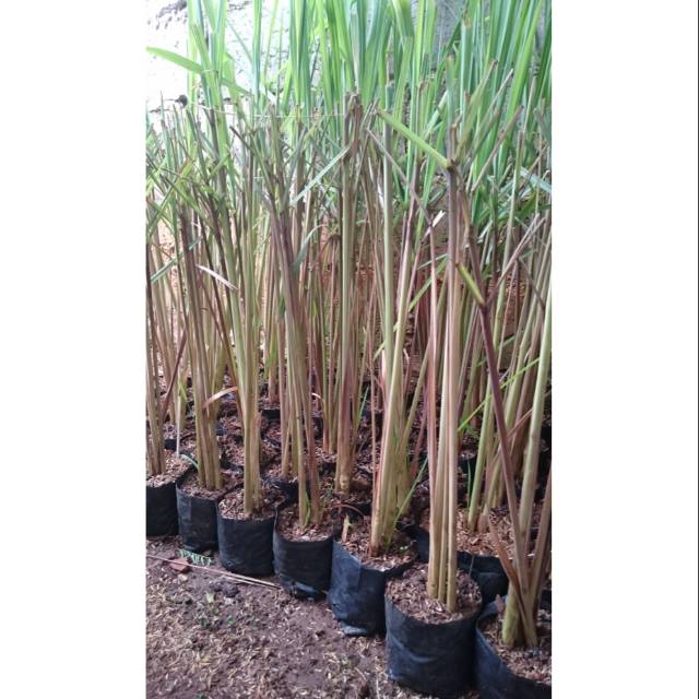 Tanaman herbal sereh merah - sereh herbal - sereh merah