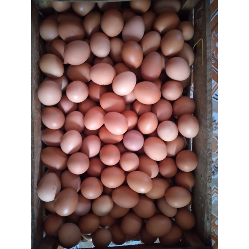 

telur 1 kilogram