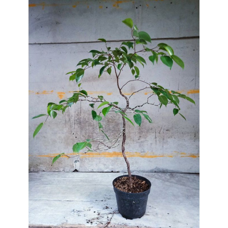 bahan bonsai beringin (ficus benjamina)