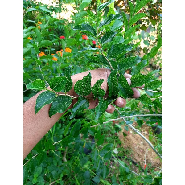 bahan bonsai phusu batu / bibit pusu batu /phusubatu /pusu batu