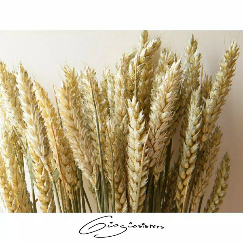 10 tangkai Gandum Kering | Tanaman Kering Hias | Hiasan Rumah | Gandum 1 Ikat