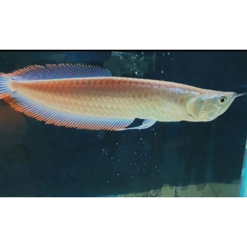 arwana silver paket 2ekor ukuran 15-17cm