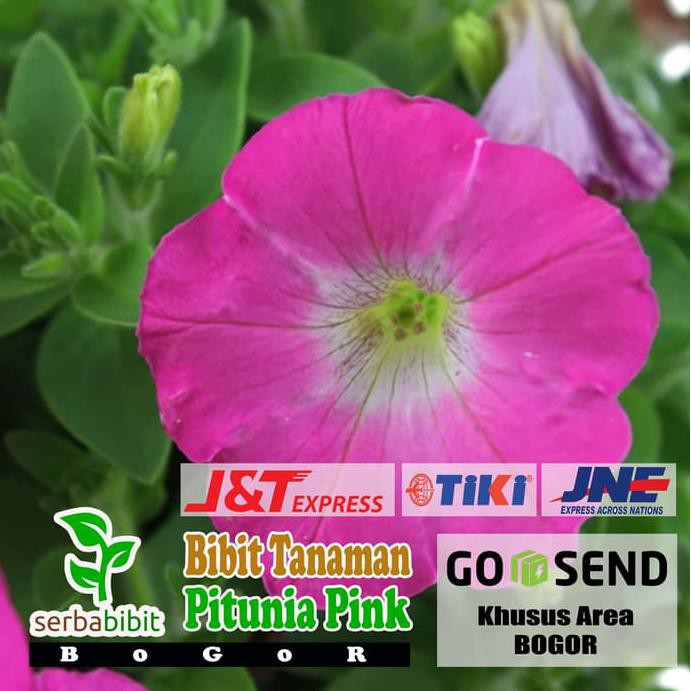 T3N4R Bibit Pohon Bunga Pitunia Pink - Tanaman Bunga Petunia Pink