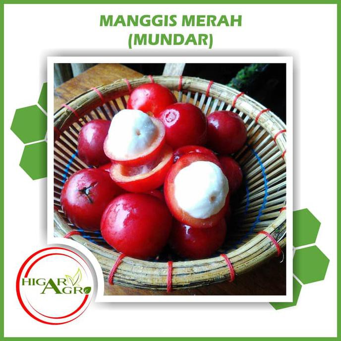 $diskon!! bibit tanaman buah manggis merah (mundar) terbaik