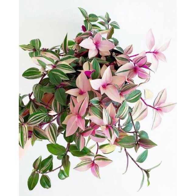 Tanaman Hias Tradescantia Fluminensis Tricolor