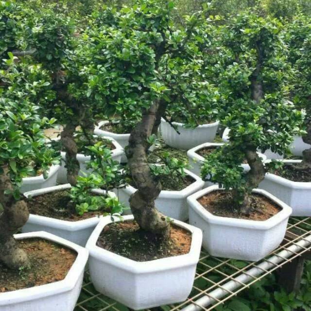 Bahan bonsai serut super besar berkarakter mantul