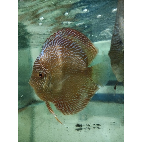 ikan Discus jenis snake skin jantan 5 inch