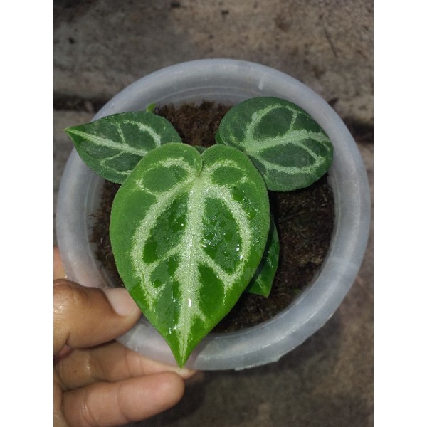 kuping gajah Dorayaki Mangkok ori sidling biji