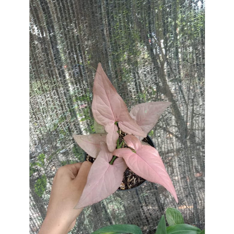 TERBARU Tanaman hias bunga hidup Singonium pink murah meriah
