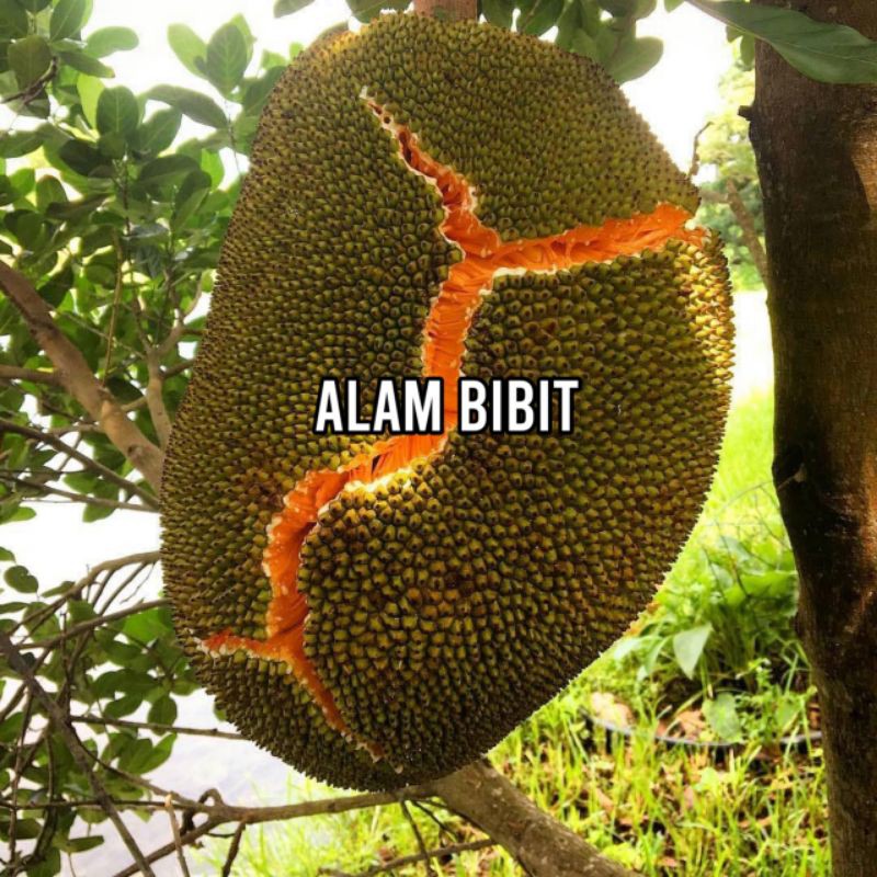 BIBIT NANGKA MERAH OKULASI CEPAT BERBUAH (COCOK DI TANAM POT)