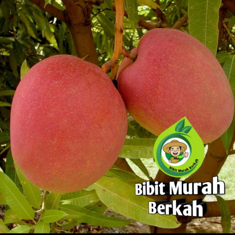 Bibit mangga Yuwen